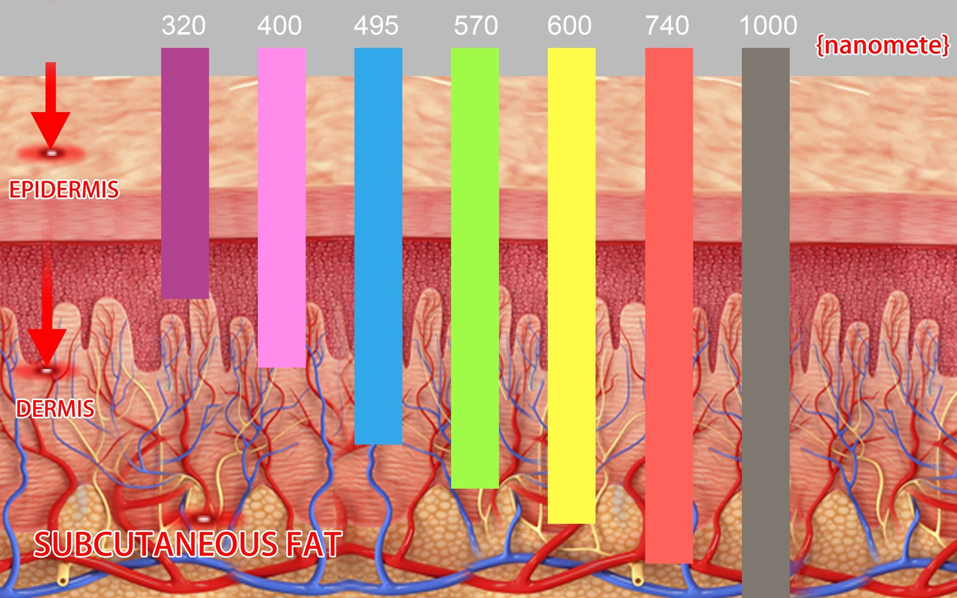Understanding the Different Wavelengths of Light Therapy and Their Uses